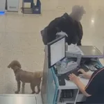 mulher-abandona-cachorro-no-aeroporto-apos-descobrir-que-animal-nao-poderia-voar