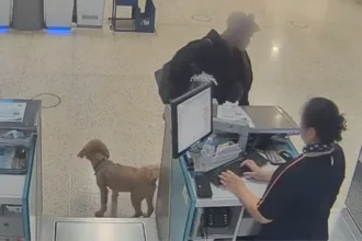 mulher-abandona-cachorro-no-aeroporto-apos-descobrir-que-animal-nao-poderia-voar