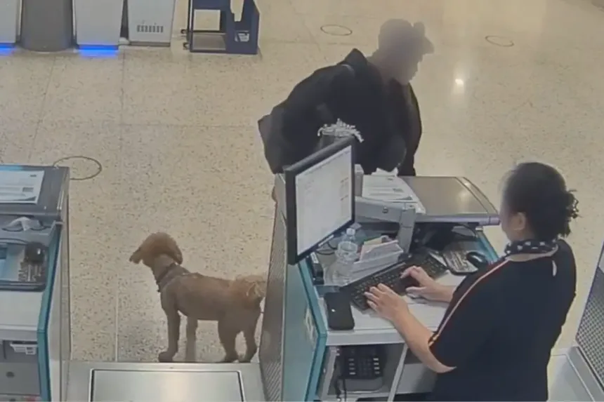 mulher-abandona-cachorro-no-aeroporto-apos-descobrir-que-animal-nao-poderia-voar