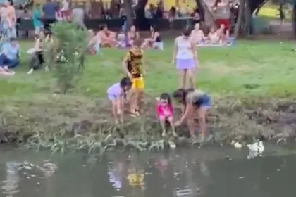 filhotes-de-pato-viram-atracao-entre-criancas-em-parque-de-goiania;-entenda-os-riscos