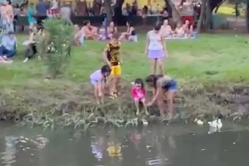 filhotes-de-pato-viram-atracao-entre-criancas-em-parque-de-goiania;-entenda-os-riscos