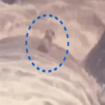 cachorro-cego-e-surdo-e-resgatado-apos-ficar-ilhado-em-cachoeira-no-rj