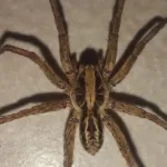 quais-aranhas-correm-risco-de-extincao-em-goias?-semad-mobiliza-pesquisadores-para-descobrir