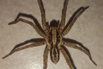 quais-aranhas-correm-risco-de-extincao-em-goias?-semad-mobiliza-pesquisadores-para-descobrir