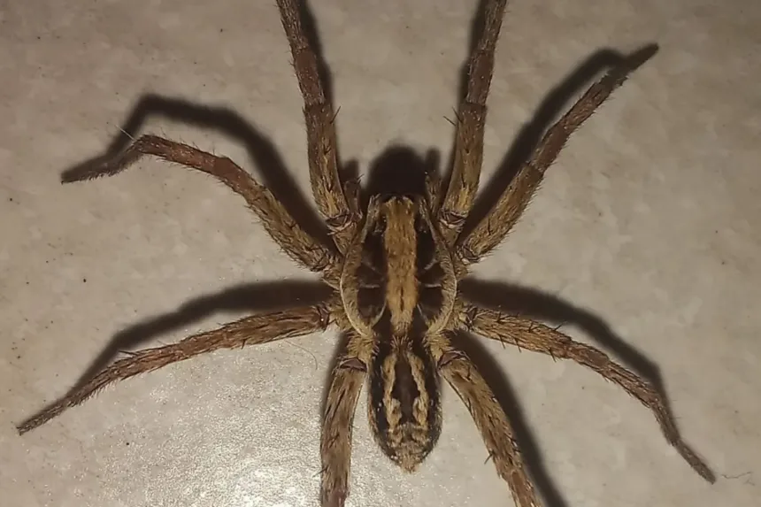 quais-aranhas-correm-risco-de-extincao-em-goias?-semad-mobiliza-pesquisadores-para-descobrir