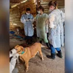 mp-pede-interdicao-de-abrigo-com-600-animais-por-supostos-maus-tratos-em-goiania