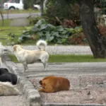 justica-condena-prefeitura-em-goias-a-indenizar-mulher-atacada-por-cachorro-de-rua