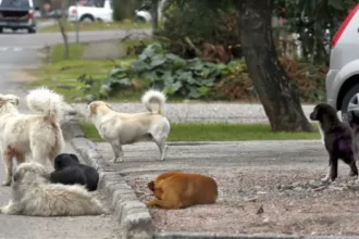 justica-condena-prefeitura-em-goias-a-indenizar-mulher-atacada-por-cachorro-de-rua