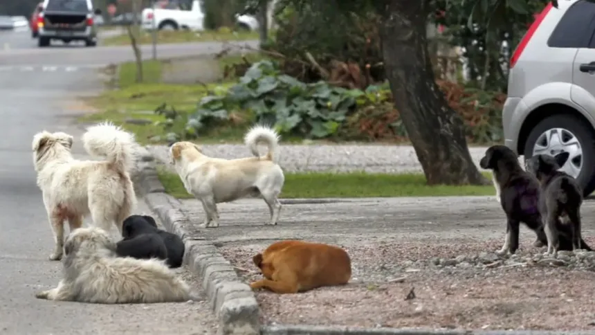 justica-condena-prefeitura-em-goias-a-indenizar-mulher-atacada-por-cachorro-de-rua