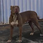 moradores-denunciam-ataques-de-pitbull-a-caes-e-gatos-no-solar-ville,-em-goiania