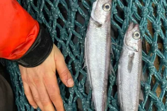 peixes-aparecem-mortos-em-rio-de-sc-e-defesa-civil-investiga-duas-causas