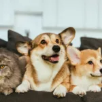 estatuto-dos-caes-e-gatos-preve-penas-para-quem-maltratar-animais