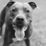 pericia-confirma-tiro-em-pit-bull-abandonado-morto-na-porta-de-empresa-em-mineiros