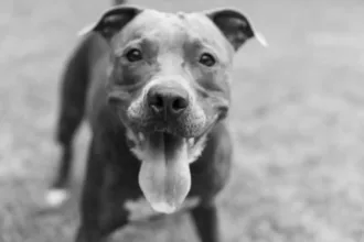 pericia-confirma-tiro-em-pit-bull-abandonado-morto-na-porta-de-empresa-em-mineiros