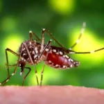 caldas-novas-decreta-calamidade-apos-concentrar-83%-dos-casos-de-chikungunya-em-goias