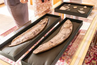 apos-3-decadas,-brasil-recebe-de-volta-fosseis-de-110-milhoes-de-anos