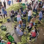 prefeitura-promove-‘pamonhada’-e-libera-colheita-de-milho-em-roca-comunitaria-de-bonfinopolis