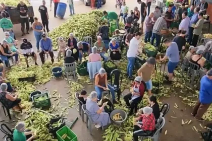 prefeitura-promove-‘pamonhada’-e-libera-colheita-de-milho-em-roca-comunitaria-de-bonfinopolis