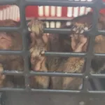 policia-resgata-macacos-mantidos-em-cativeiro-em-goiania