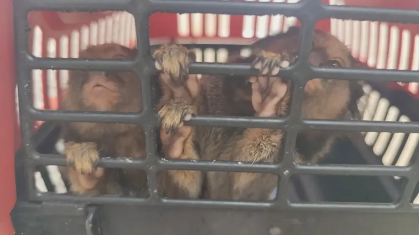 policia-resgata-macacos-mantidos-em-cativeiro-em-goiania