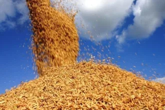 governo-anuncia-auxilio-de-r$-73,6-milhoes-a-produtores-de-arroz-–-cnn-brasil