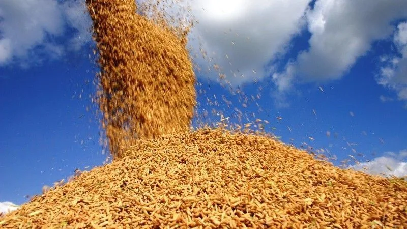 governo-anuncia-auxilio-de-r$-73,6-milhoes-a-produtores-de-arroz-–-cnn-brasil