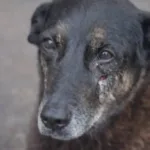 laudo-mostra-que-cao-orelha-nao-sofreu-fraturas-causadas-por-acao-humana