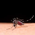 ‘dengue-ceifa-vidas’:-saude-reage-a-pressao-de-medicos-por-subnotificacao-em-goiania