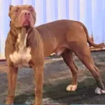 pitbull-filmado-atacando-animais-no-solar-ville-e-resgatado:-‘queriam-mata-lo’