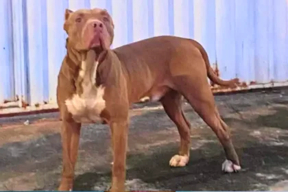 pitbull-filmado-atacando-animais-no-solar-ville-e-resgatado:-‘queriam-mata-lo’