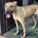 caramelo-timido-vira-simbolo-de-adocao;-40-animais-esperam-um-lar-neste-sabado-em-aparecida