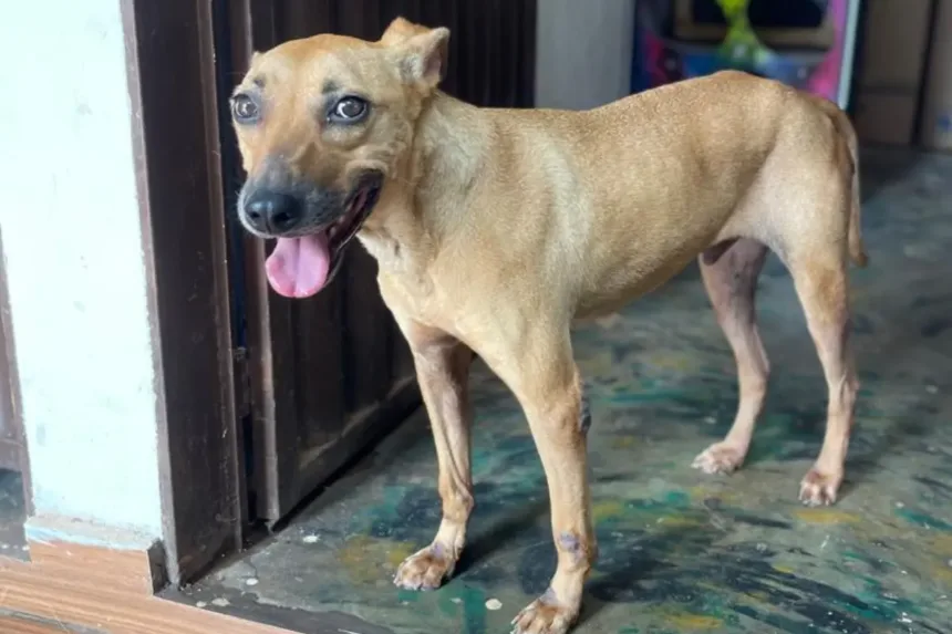 caramelo-timido-vira-simbolo-de-adocao;-40-animais-esperam-um-lar-neste-sabado-em-aparecida
