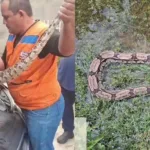 cobra-de-1,5m-e-resgatada-apos-entrar-em-motor-de-carro-no-piaui