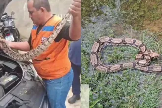 cobra-de-1,5m-e-resgatada-apos-entrar-em-motor-de-carro-no-piaui