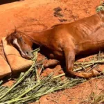 defesa-civil-resgata-egua-vitima-de-maus-tratos-e-localiza-cavalos-furtados-em-caldas-novas