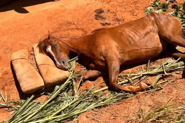 defesa-civil-resgata-egua-vitima-de-maus-tratos-e-localiza-cavalos-furtados-em-caldas-novas