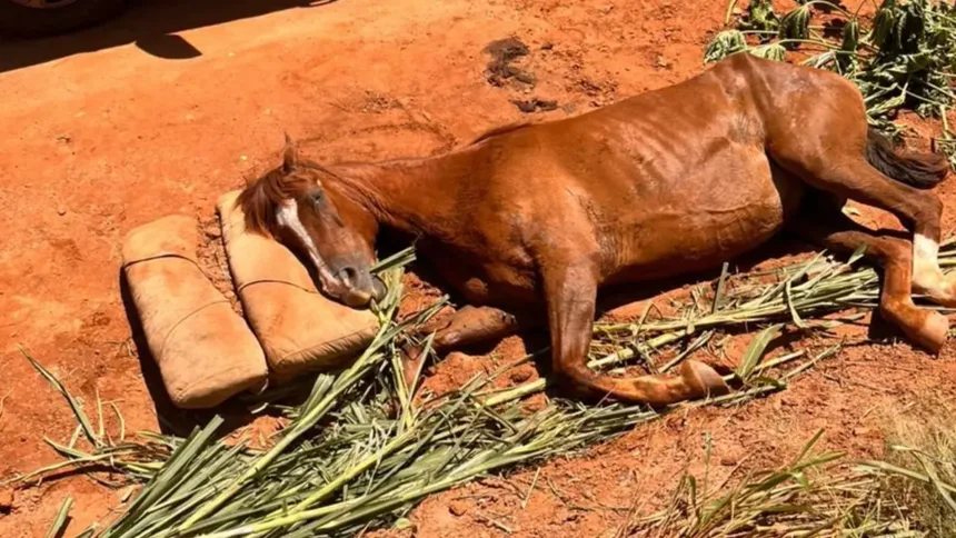 defesa-civil-resgata-egua-vitima-de-maus-tratos-e-localiza-cavalos-furtados-em-caldas-novas