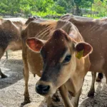 camara-aprova-projeto-que-veda-termo-‘leite’-em-produtos-vegetais