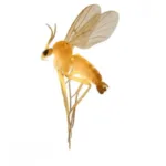 estado-da-inicio-a-pesquisa-sobre-risco-de-extincao-de-moscas-e-pernilongos-em-goias