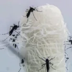 goias-investiga-primeira-morte-por-suspeita-de-chikungunya