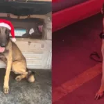 caes-bombeiros-que-atuaram-nas-tragedias-de-rj-e-rs-morrem-em-goias