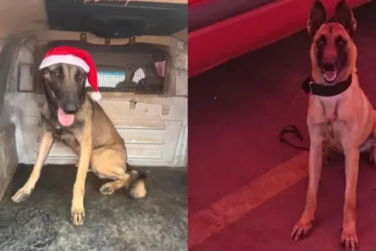 caes-bombeiros-que-atuaram-nas-tragedias-de-rj-e-rs-morrem-em-goias