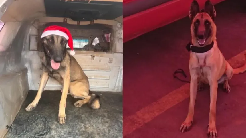 caes-bombeiros-que-atuaram-nas-tragedias-de-rj-e-rs-morrem-em-goias