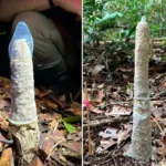 camisinha-ajuda-pesquisadoras-em-descoberta-com-cigarras-na-amazonia