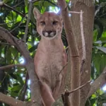 onca-parda-morre-apos-operacao-de-resgate-em-chacara-de-novo-gama