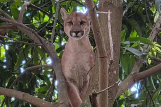 onca-parda-morre-apos-operacao-de-resgate-em-chacara-de-novo-gama