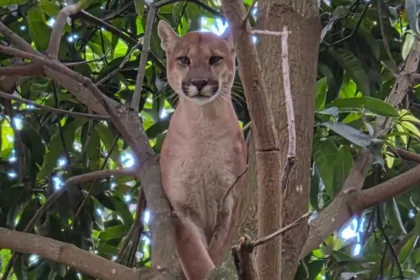 onca-parda-morre-apos-operacao-de-resgate-em-chacara-de-novo-gama