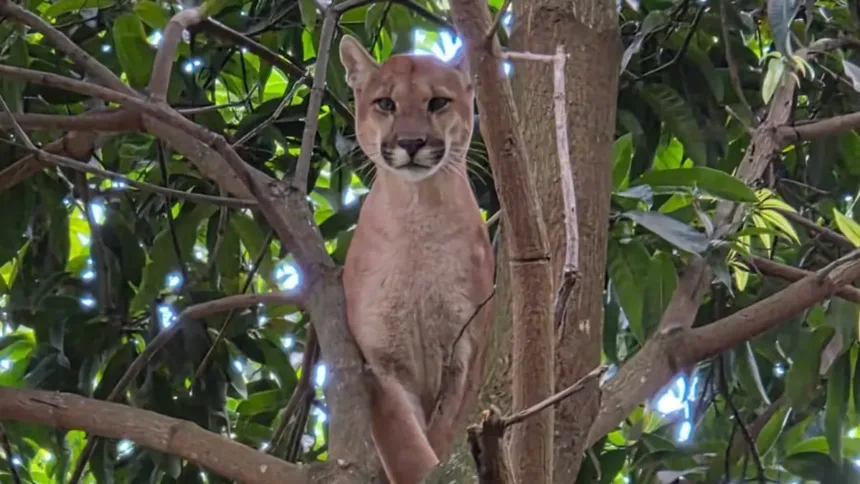 onca-parda-morre-apos-operacao-de-resgate-em-chacara-de-novo-gama