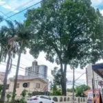 mogno-plantado-por-estudantes-em-1958-sera-retirado-do-centro-de-goiania-neste-sabado-(7)