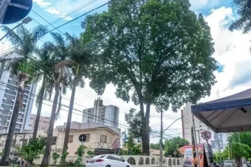 mogno-plantado-por-estudantes-em-1958-sera-retirado-do-centro-de-goiania-neste-sabado-(7)